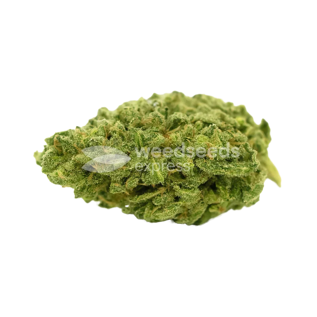 Lowryder Auto Bud
