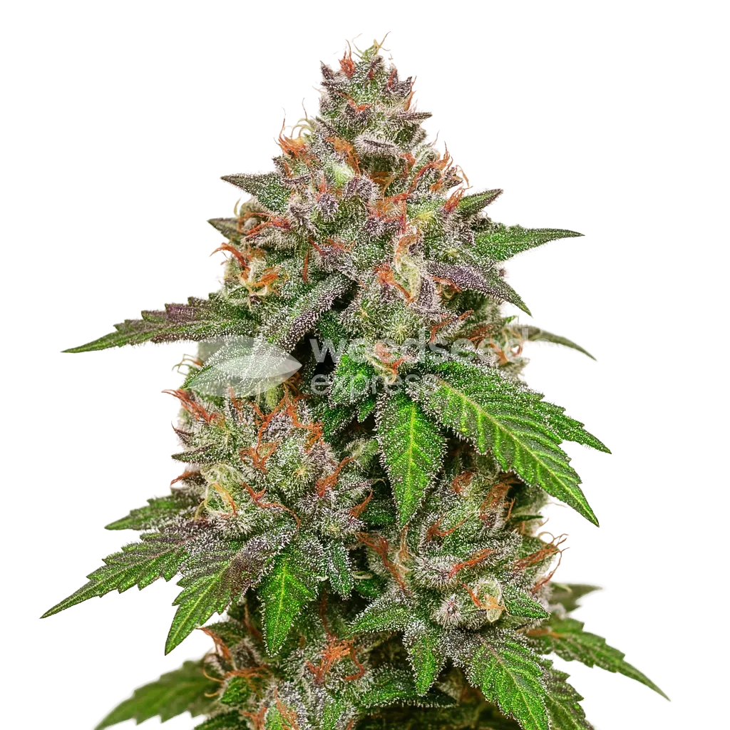 LSD Auto Plant