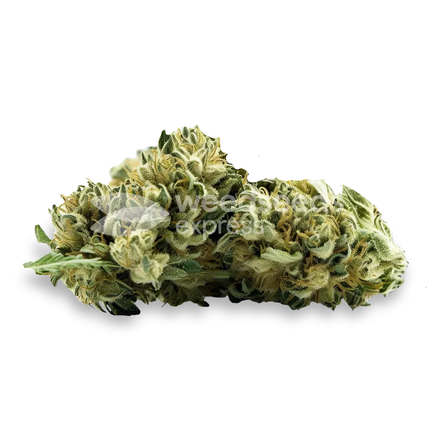 MAC 1 top