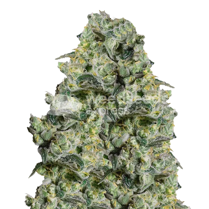 MAC 1 plant