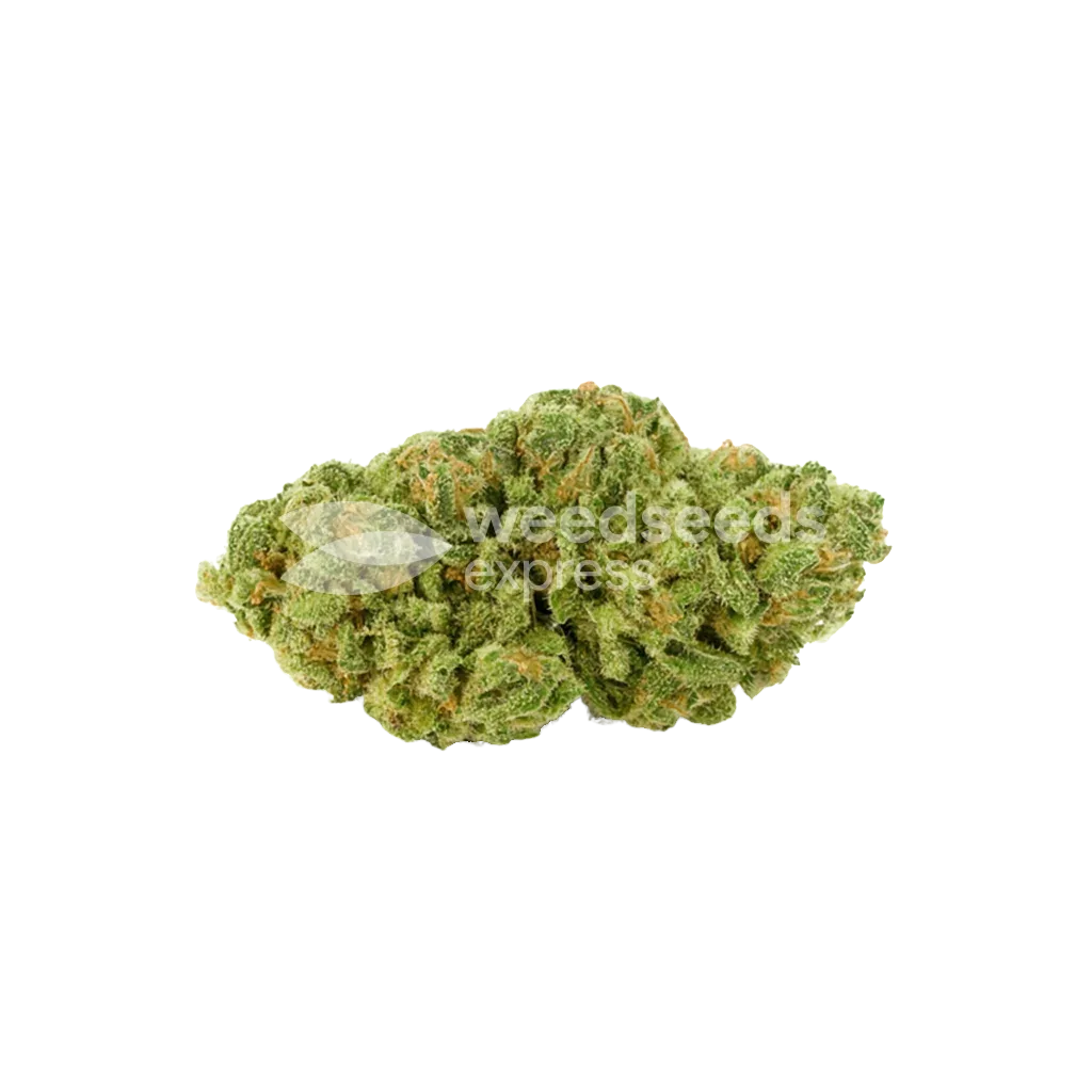 Magnum Auto Bud