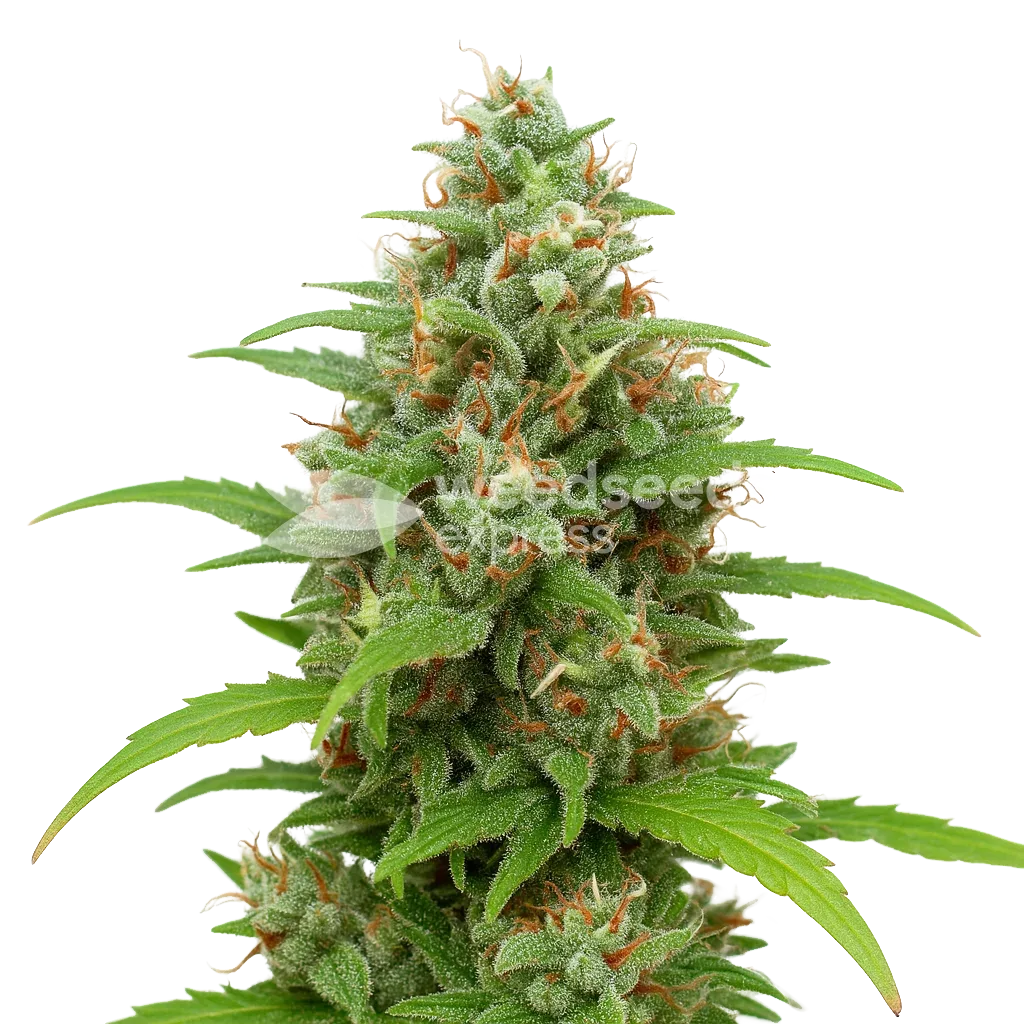 Magnum Auto Plant