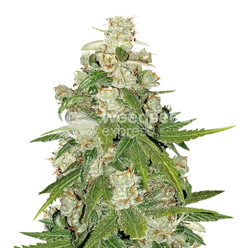 Mamba Negra CBG Plant