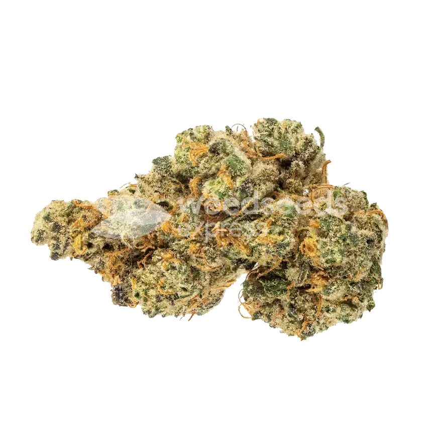 Maple Leaf Bud