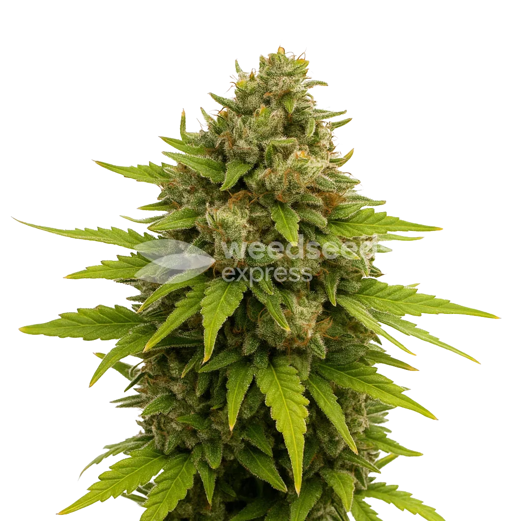 Maui Waui Auto Plant