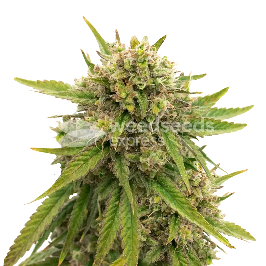 Maui Waui Cannabisplant