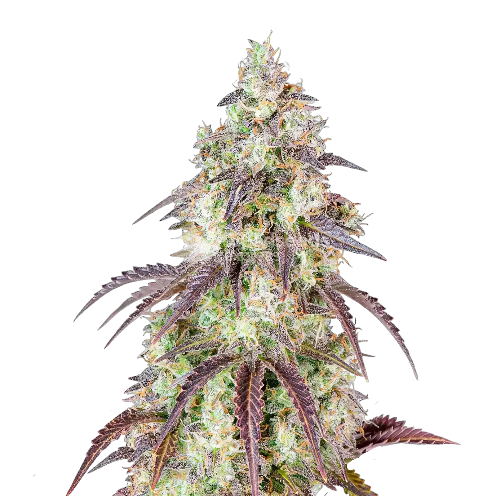 Mendo Breath Cannabis Plant