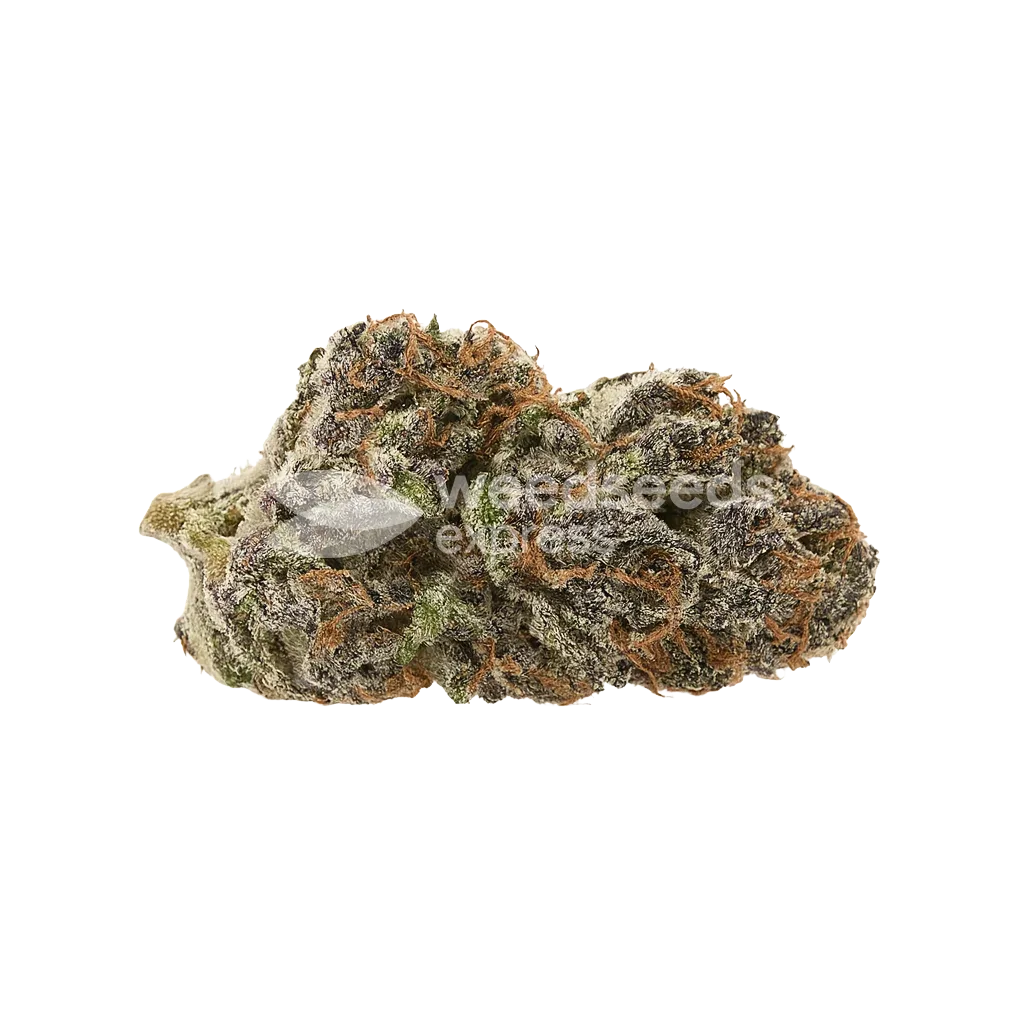 Mimosa Auto Bud