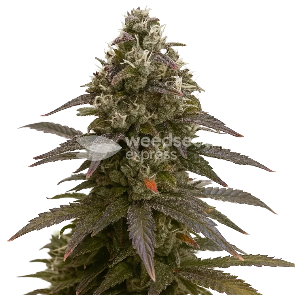 Mimosa Auto Plant