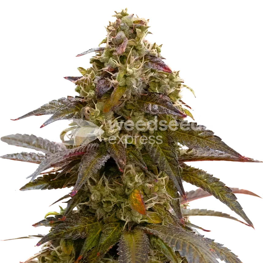 Mimosa plant
