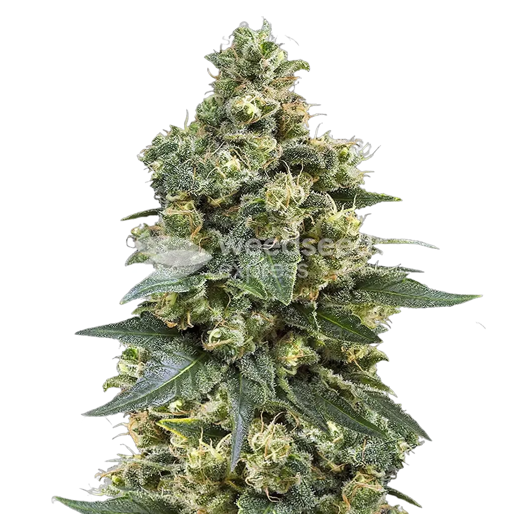 MK Ultra Plant