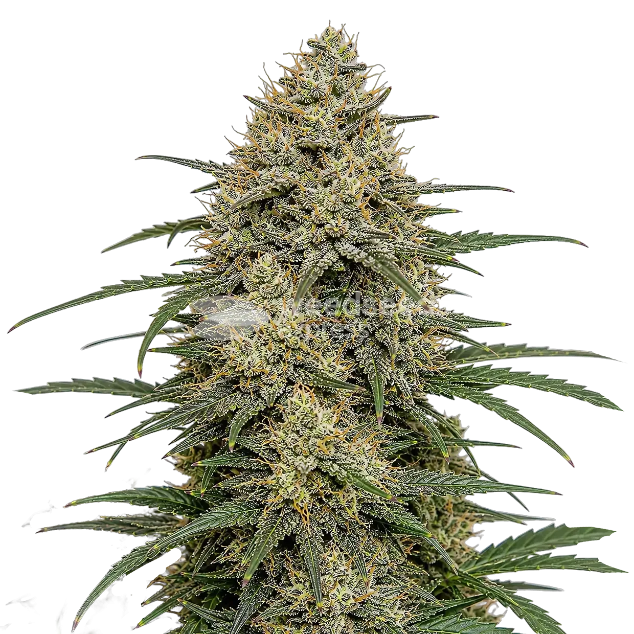 Moby Dicky Plant
