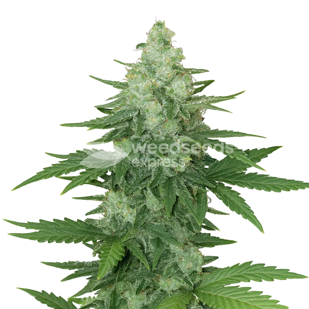 Moonshine Cookies Auto Plant