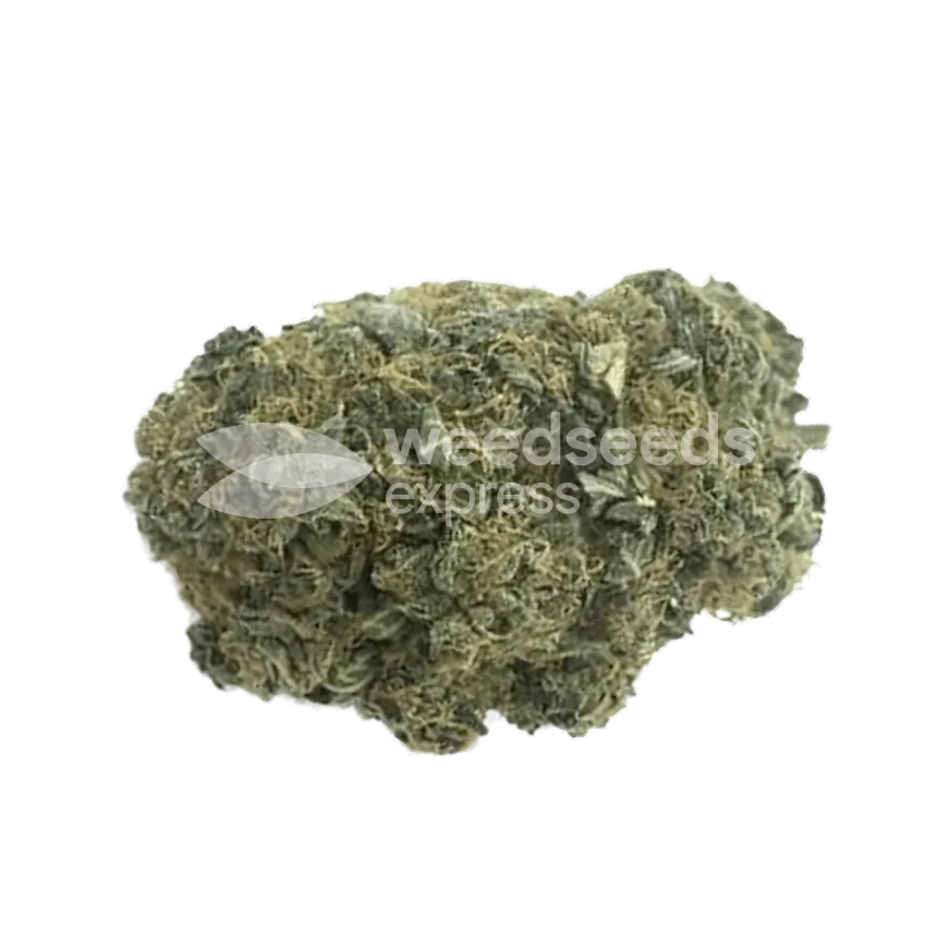 Moonshine Cookies Bud