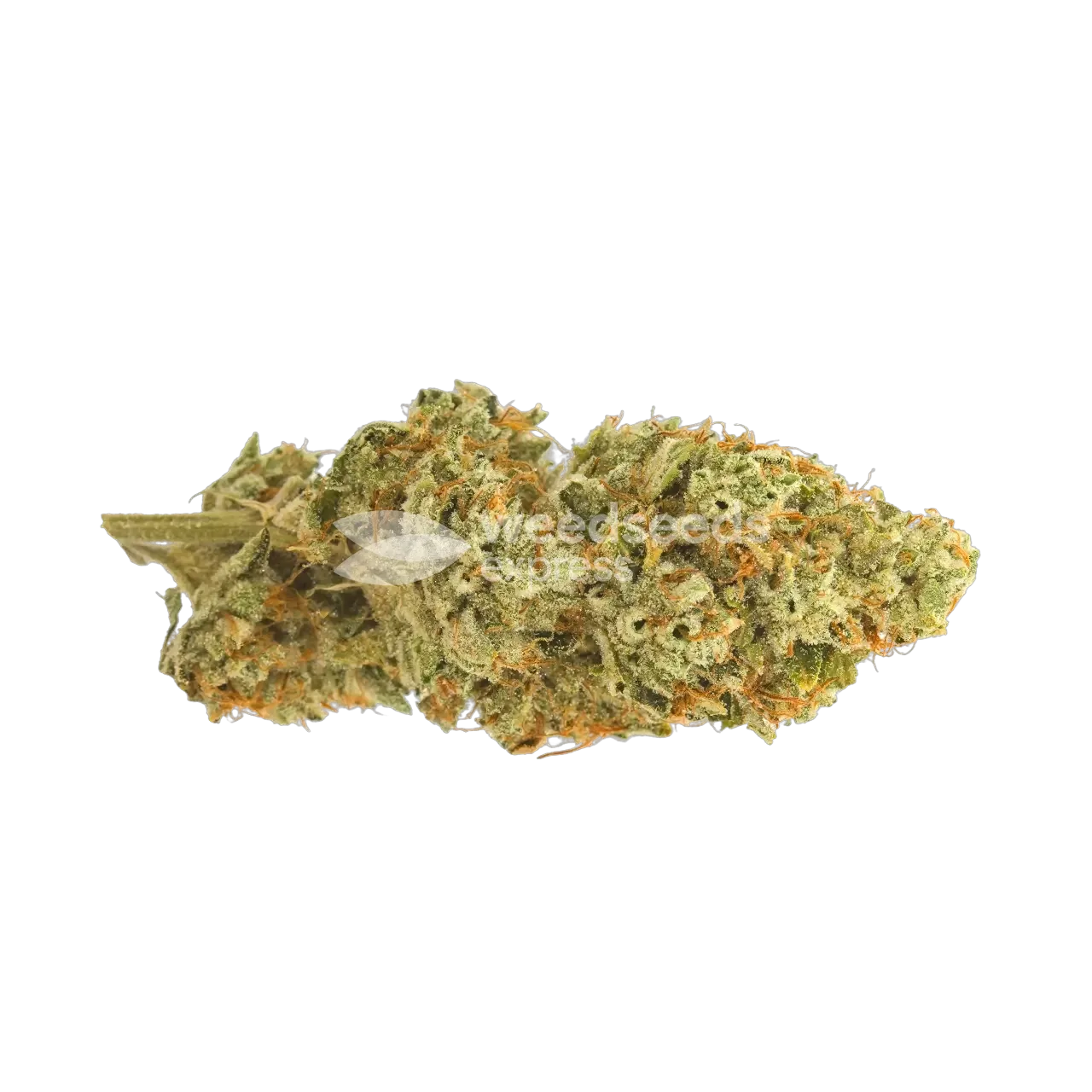 Motor Breath Bud