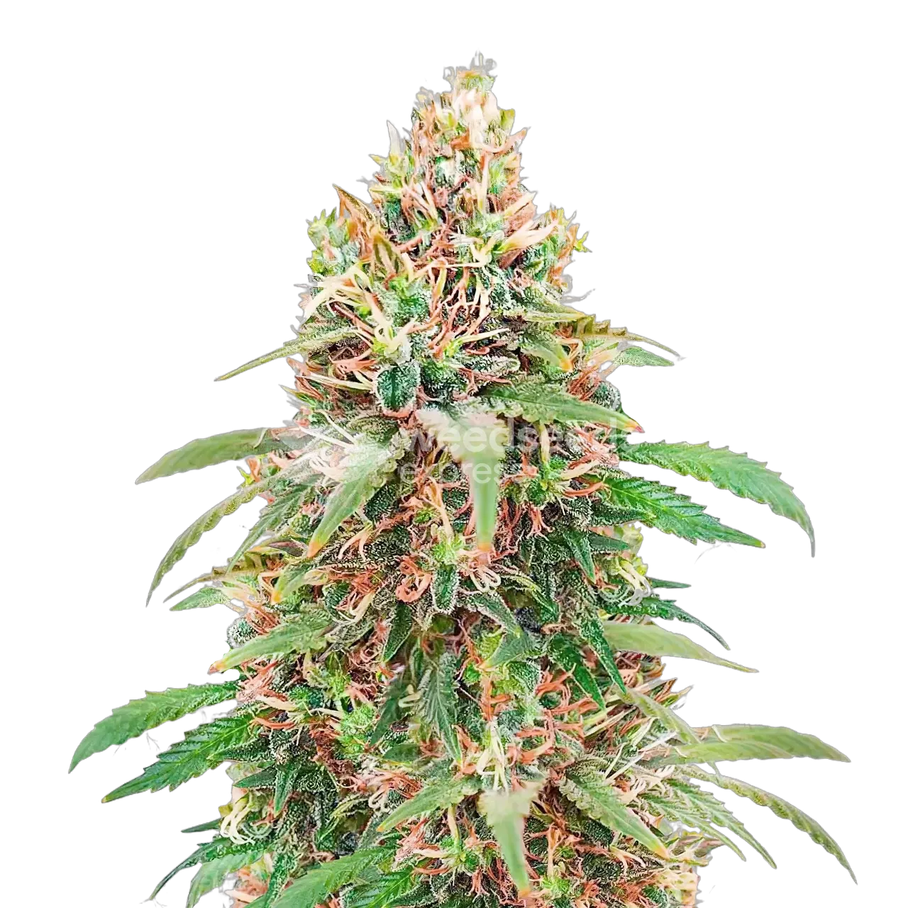 Motor Breath Plant