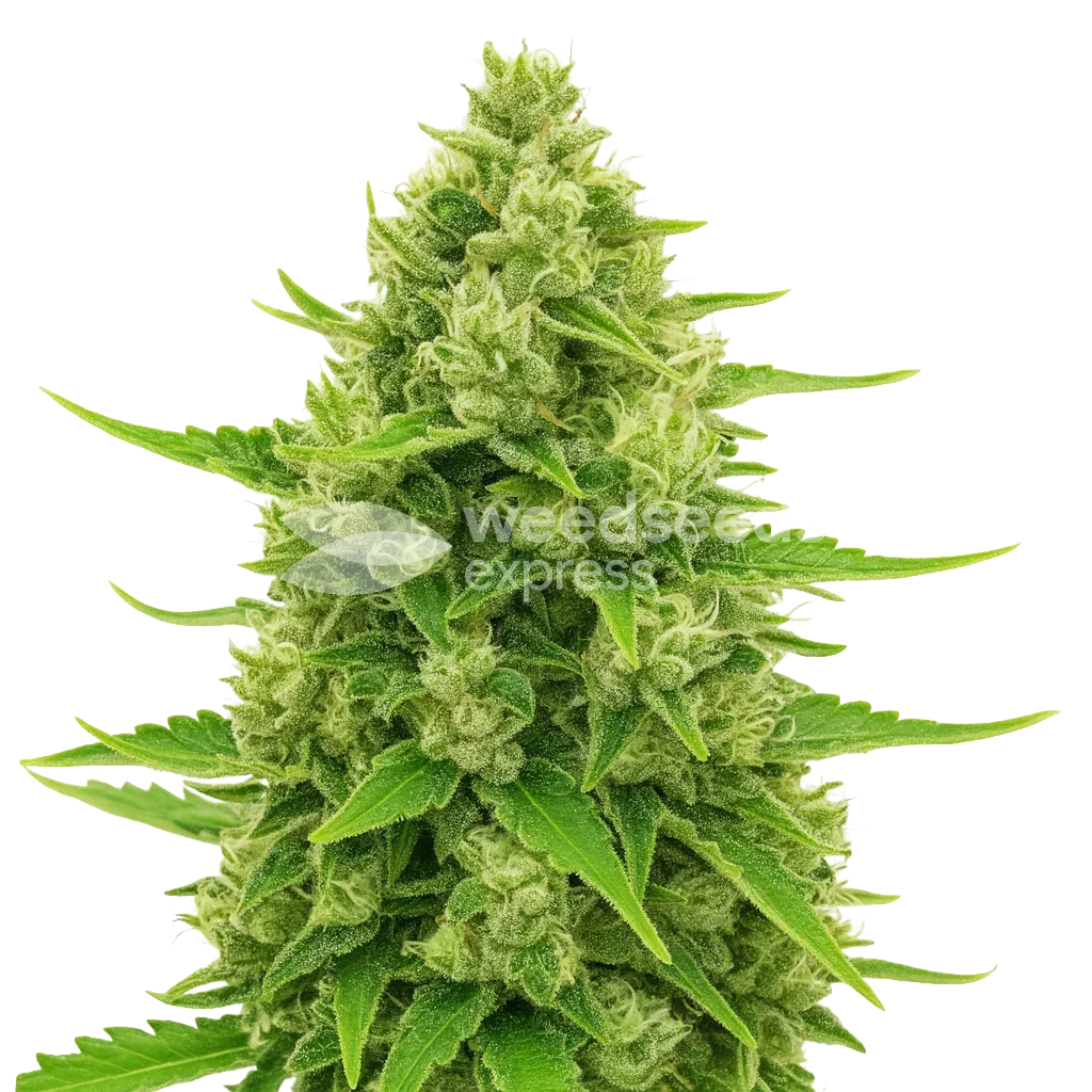 Northern Lights Auto cannabisplant