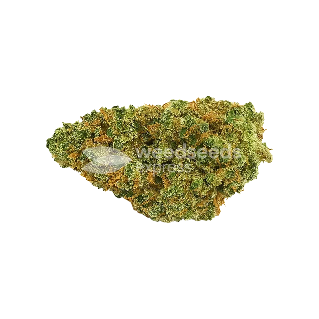 Northern Lights X Big Bud Auto Bud