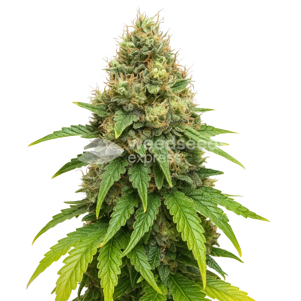 Northern Lights X Big Bud Auto Plant