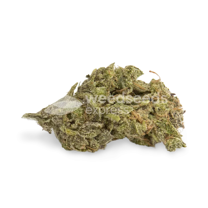 Northern Lights bud