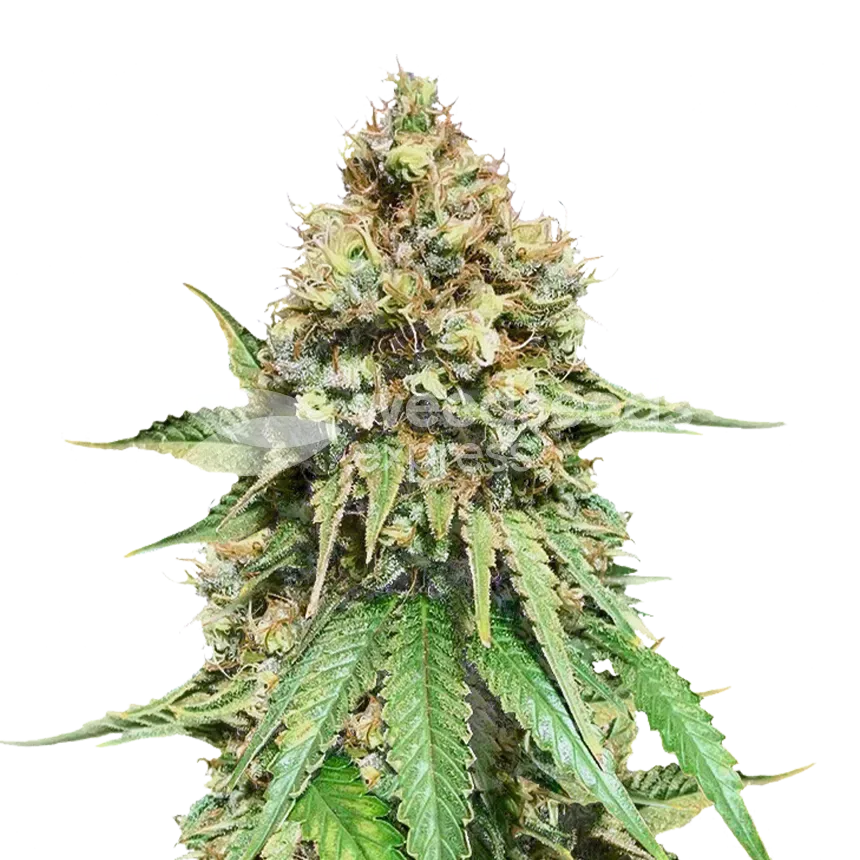 Northern Lights x Big Bud Plant
