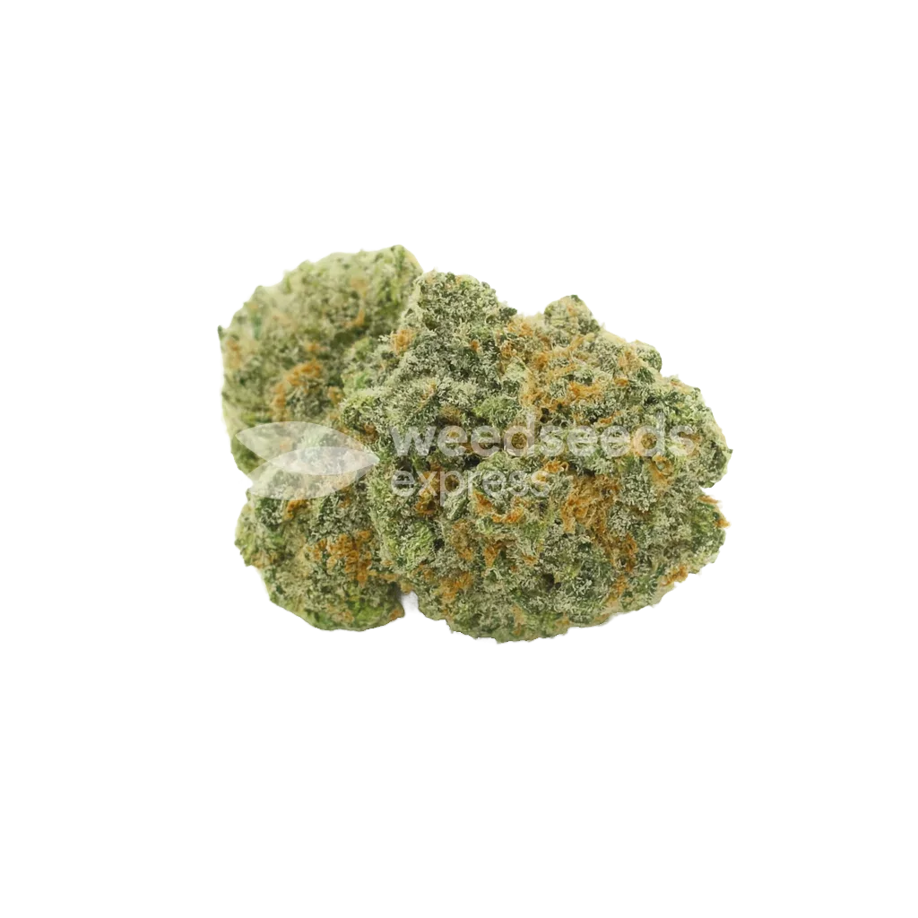 OG Kush Auto Bud