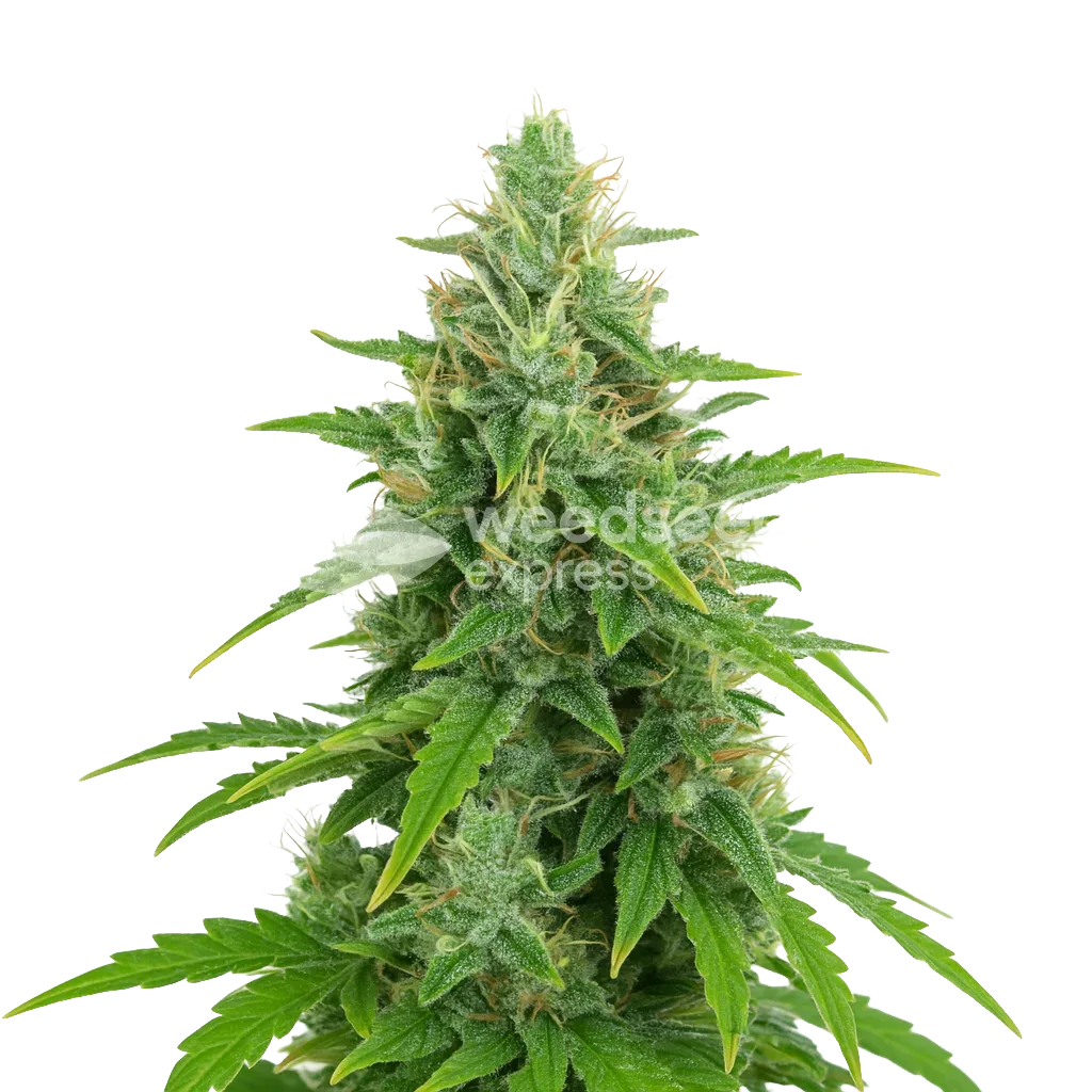 OG Kush Auto Plant