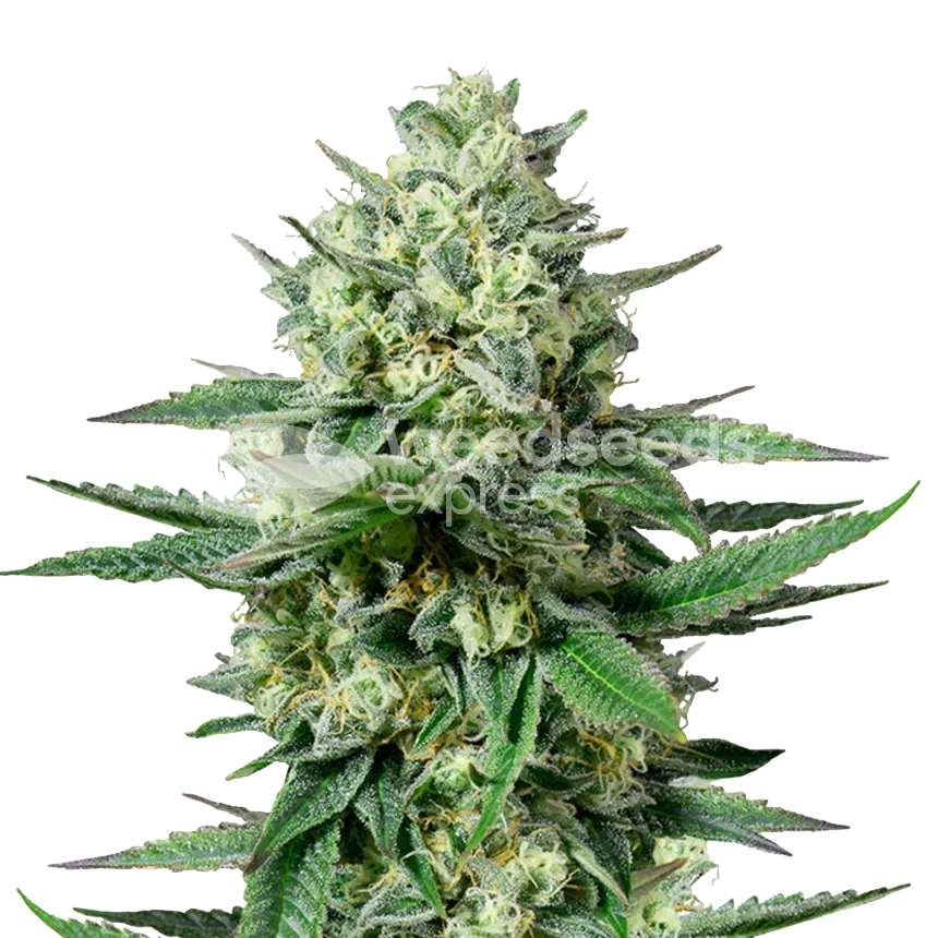 OG Kush CBD plant