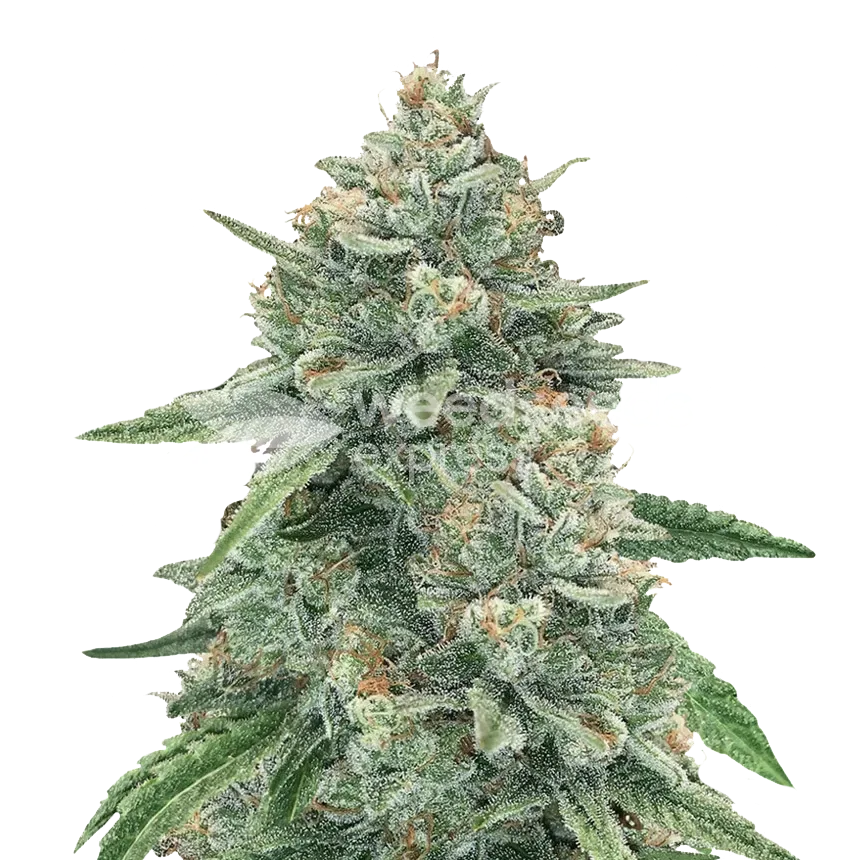 Original Glue plant
