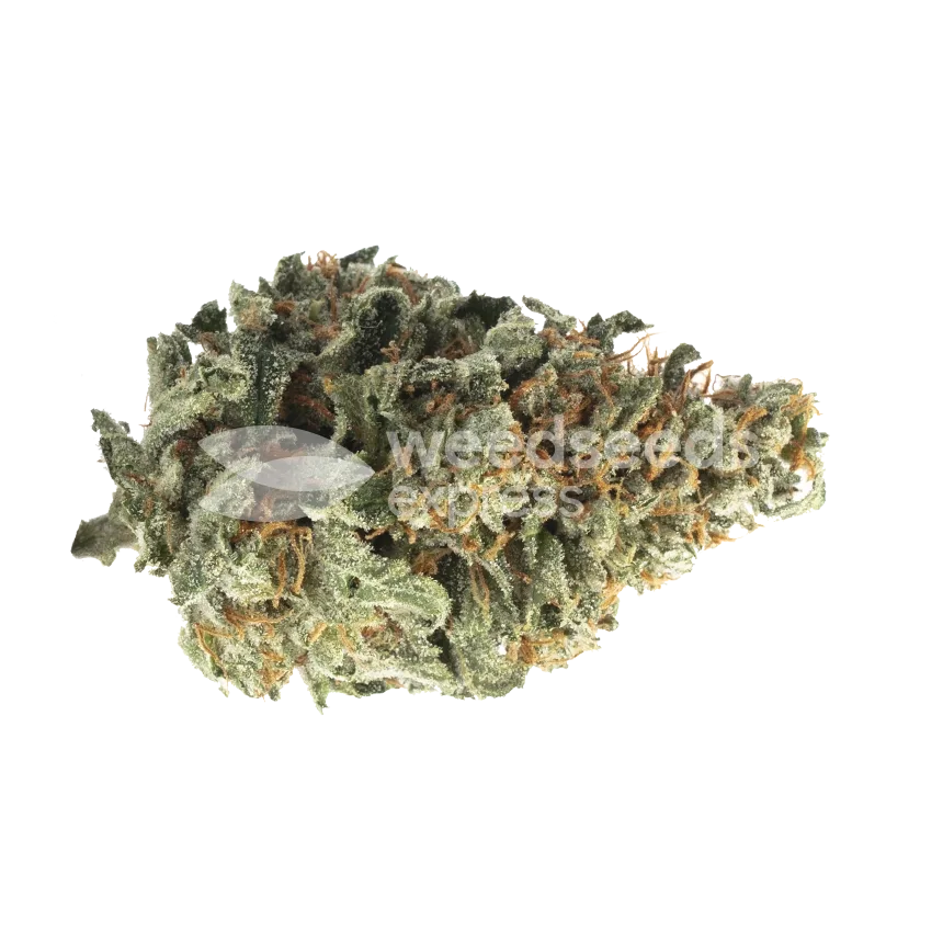 Panama Red Cannabis Bud