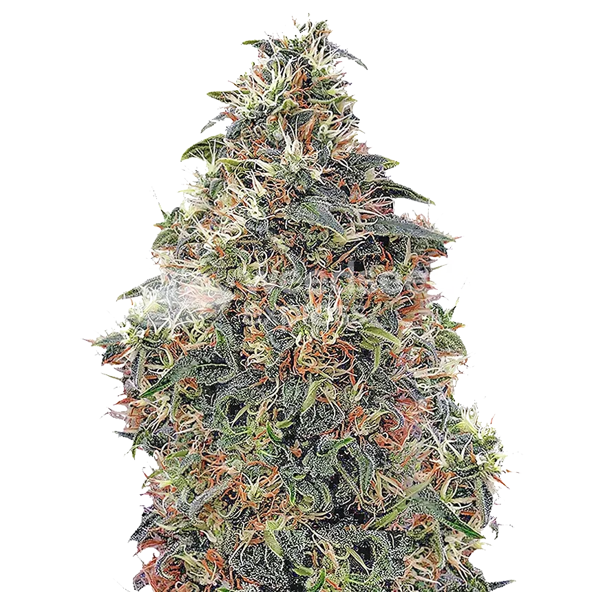 Panama Red Cannabisplant
