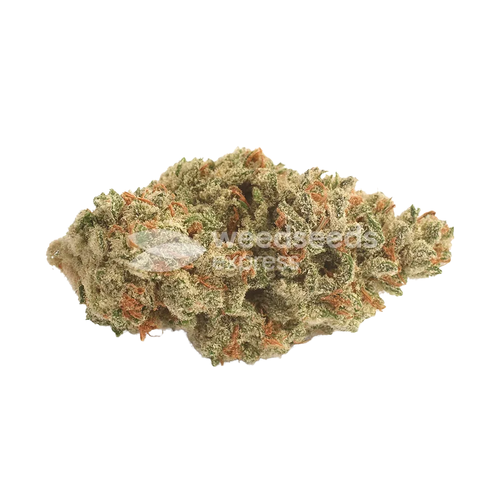 Peanut Butter Breath Auto Bud