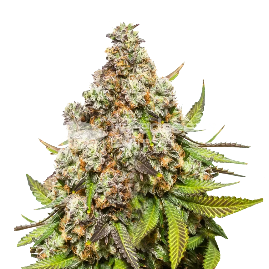 Pennywise cannabisplant