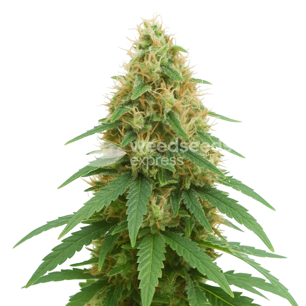 Pineapple Express Auto Plant