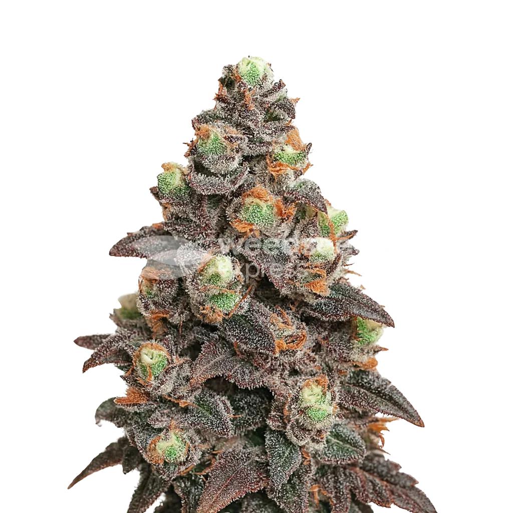 Pink Rozay Auto Plant