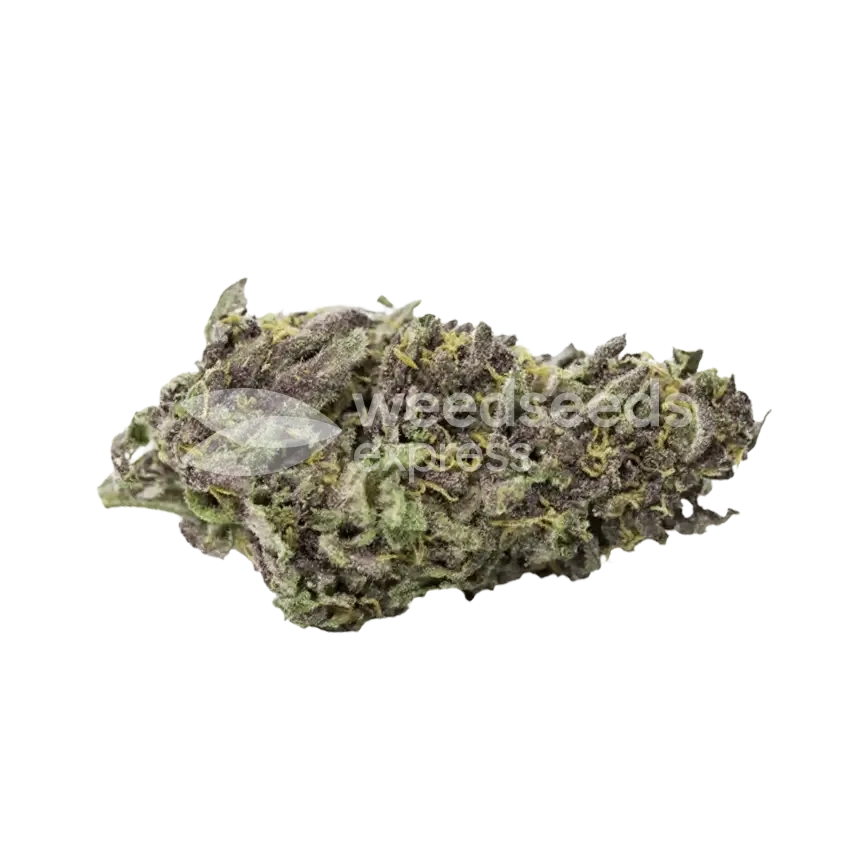 Pink Rozay Bud
