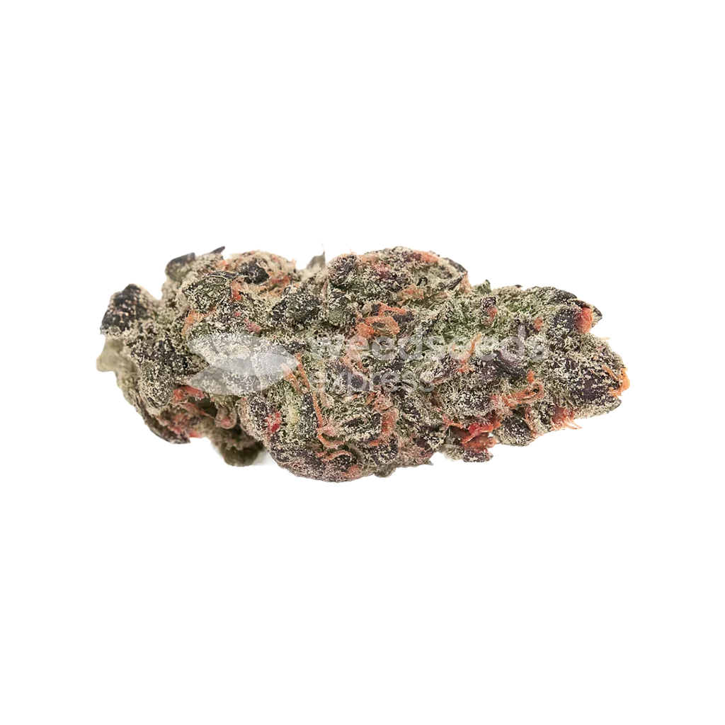 Pink Runtz Auto Bud
