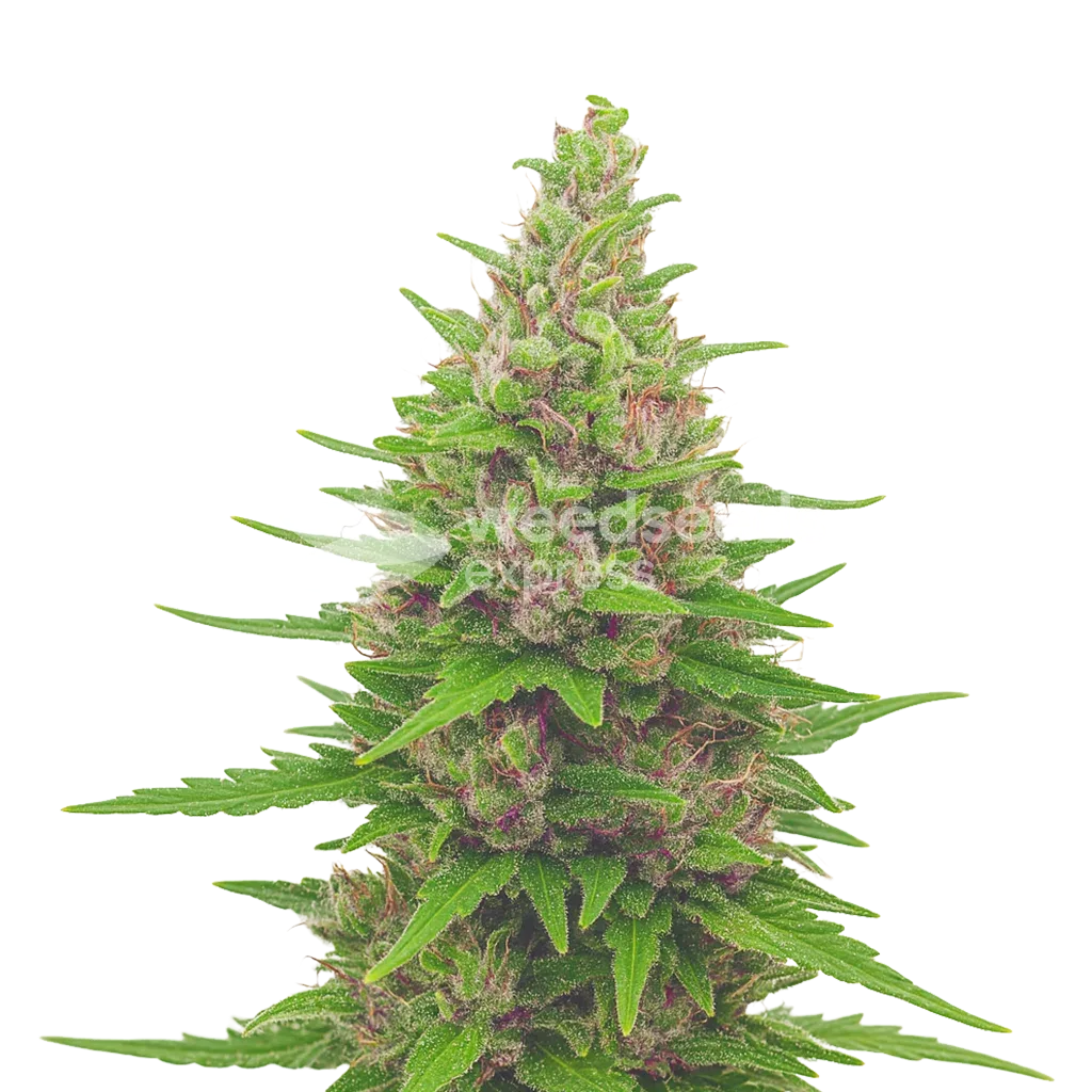 Pink Runtz Auto Plant