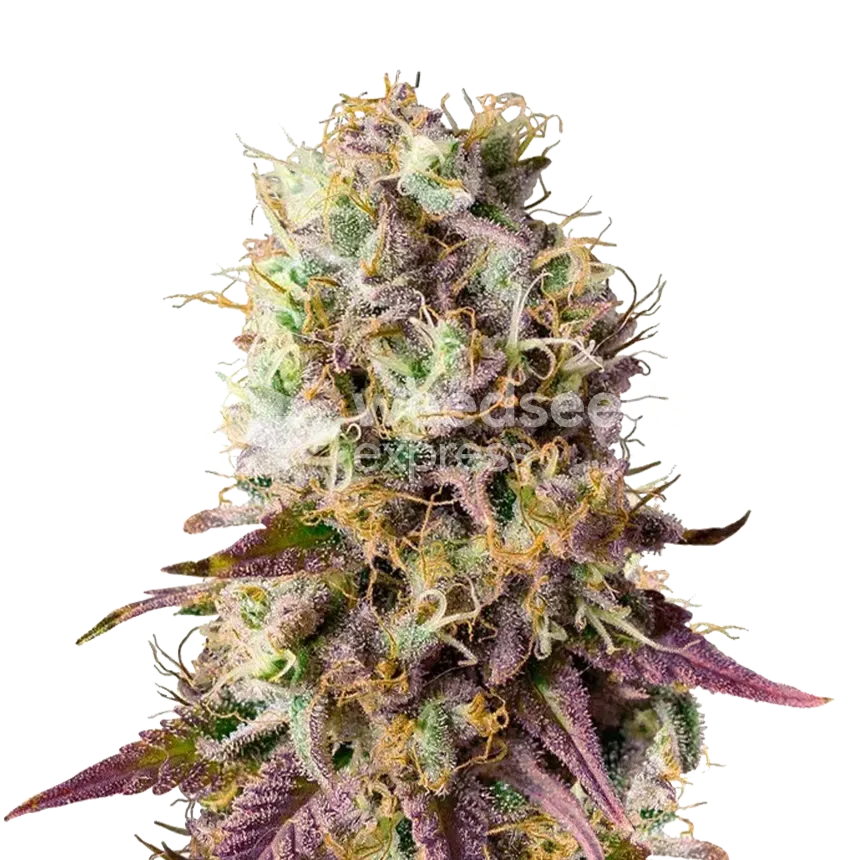 Pinkman Goo plant