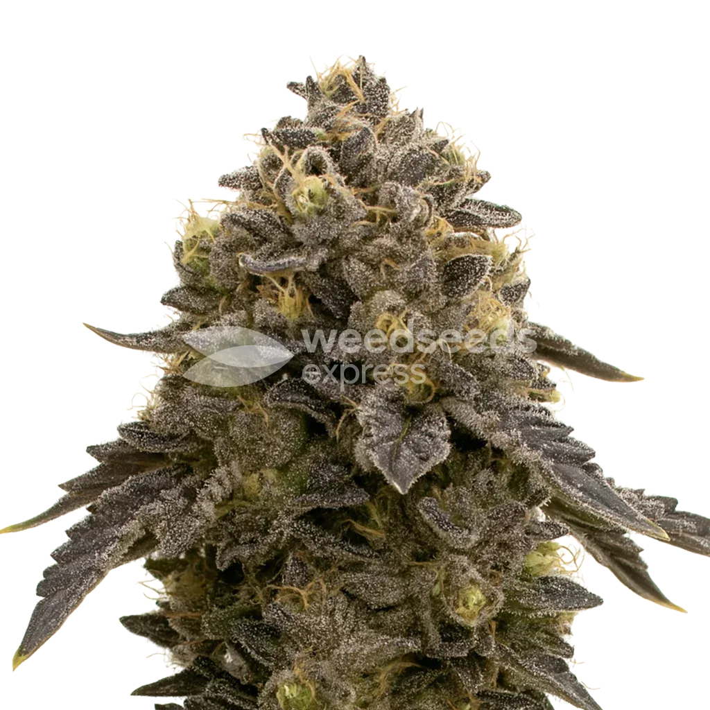 Purple Gelato Auto Plant