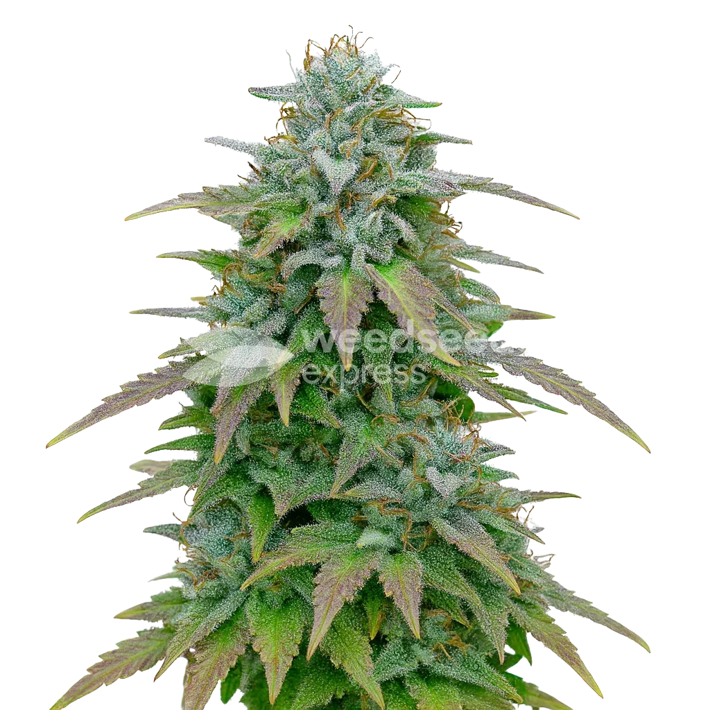 Purple Haze Auto Plant