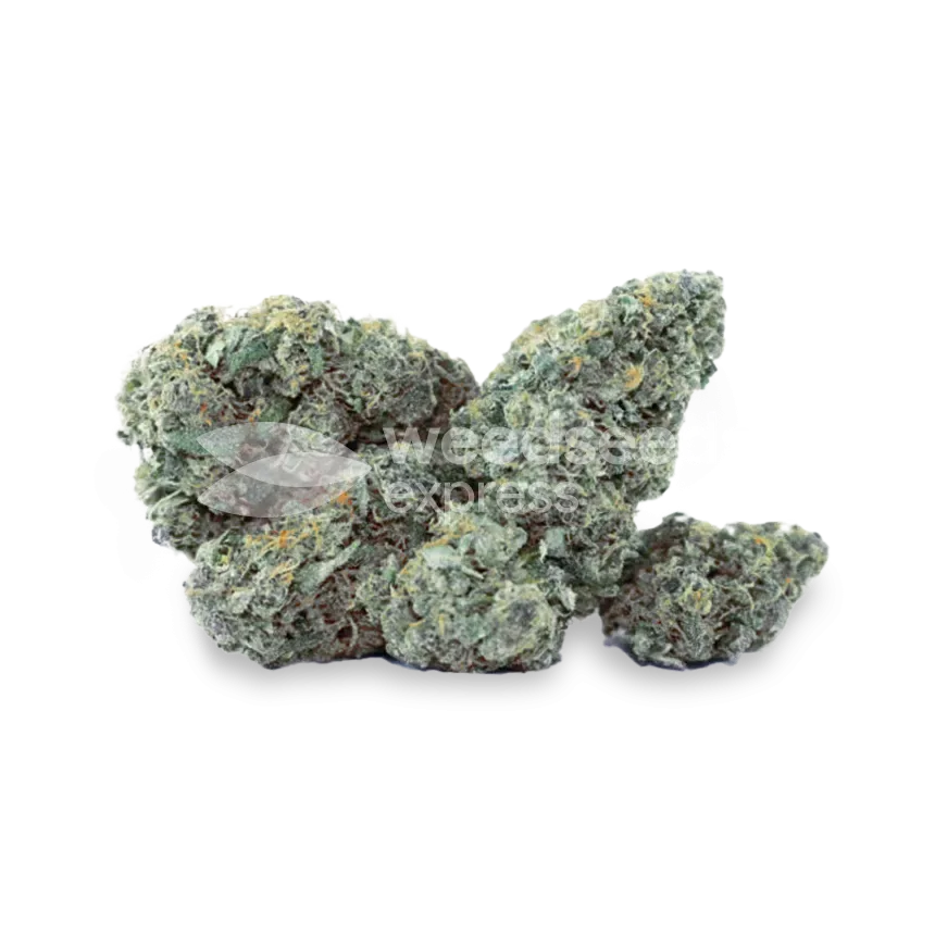 Purple Haze bud
