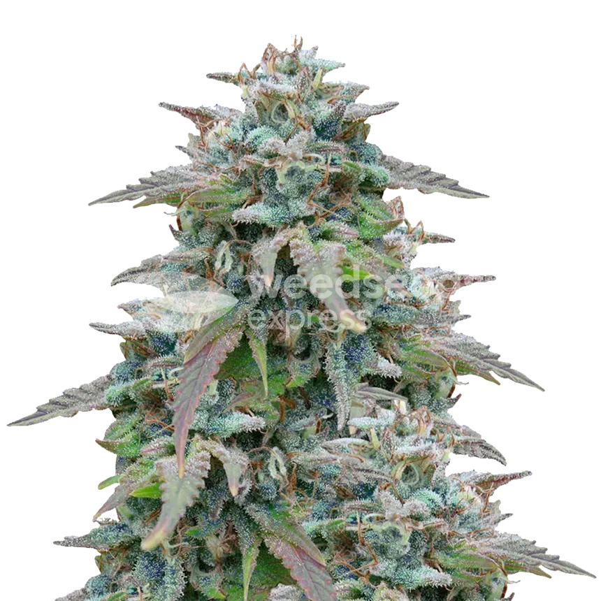 Purple Haze plant