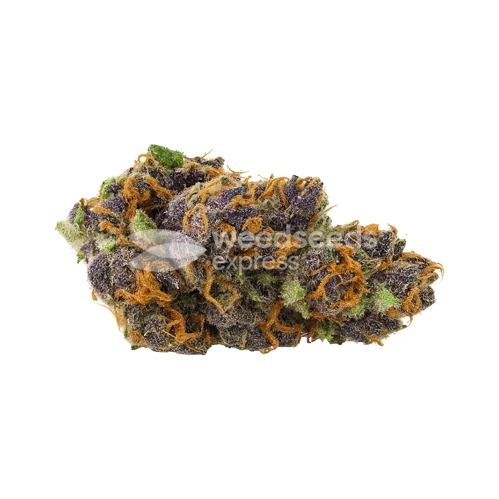 Purple Kush Auto Bud
