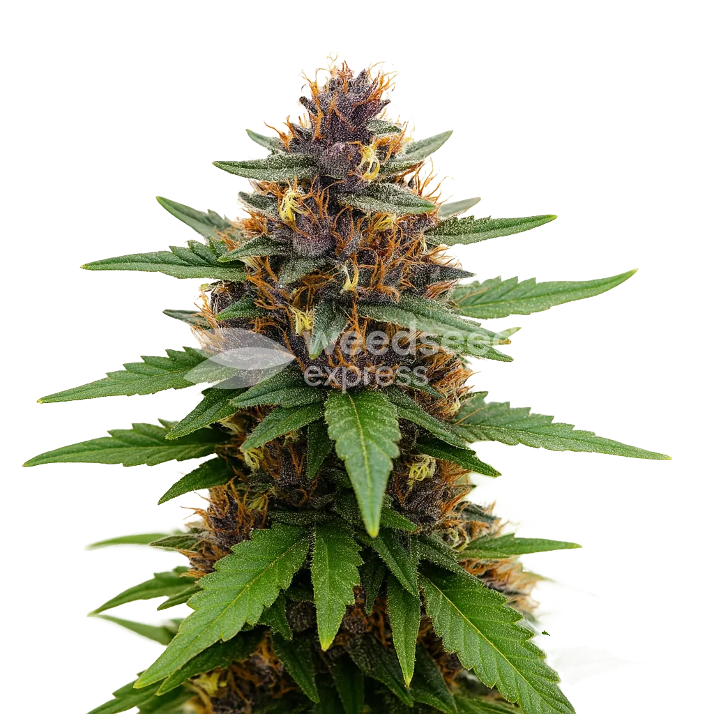 Purple Kush Auto Plant