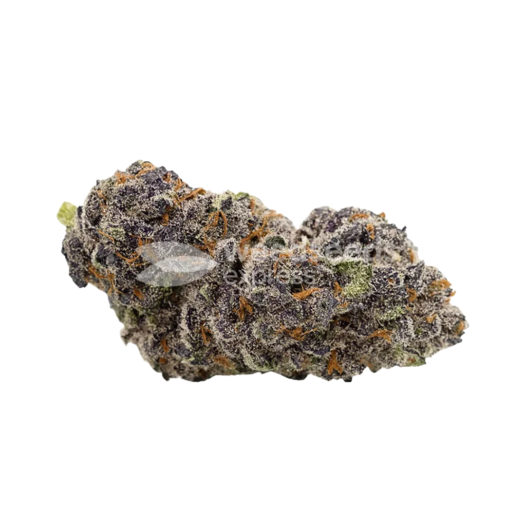 Purple Punch Auto Bud