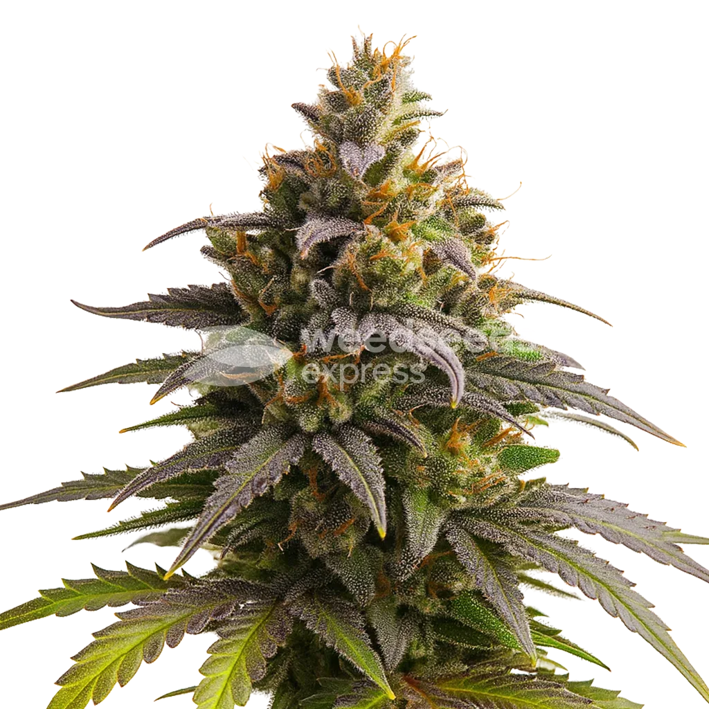 Purple Punch Auto Plant