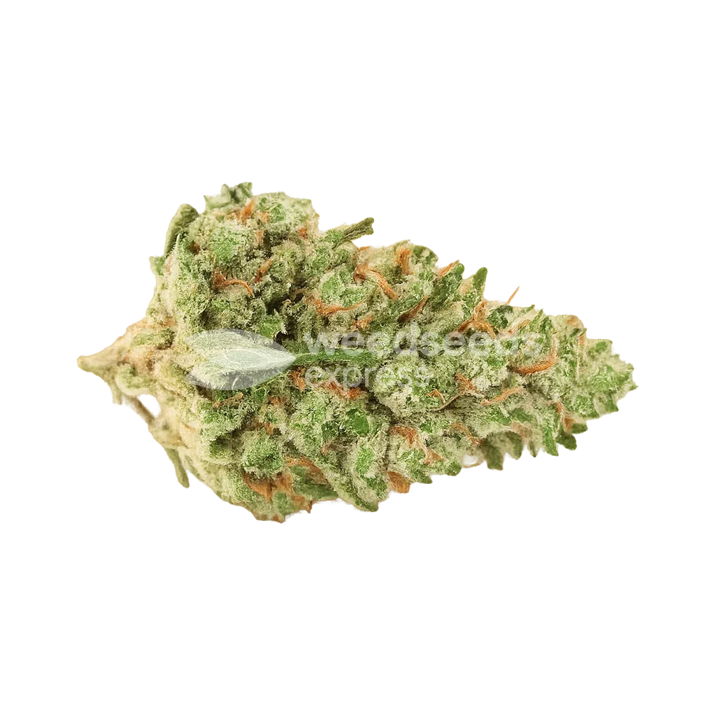 Rainbow Auto Bud