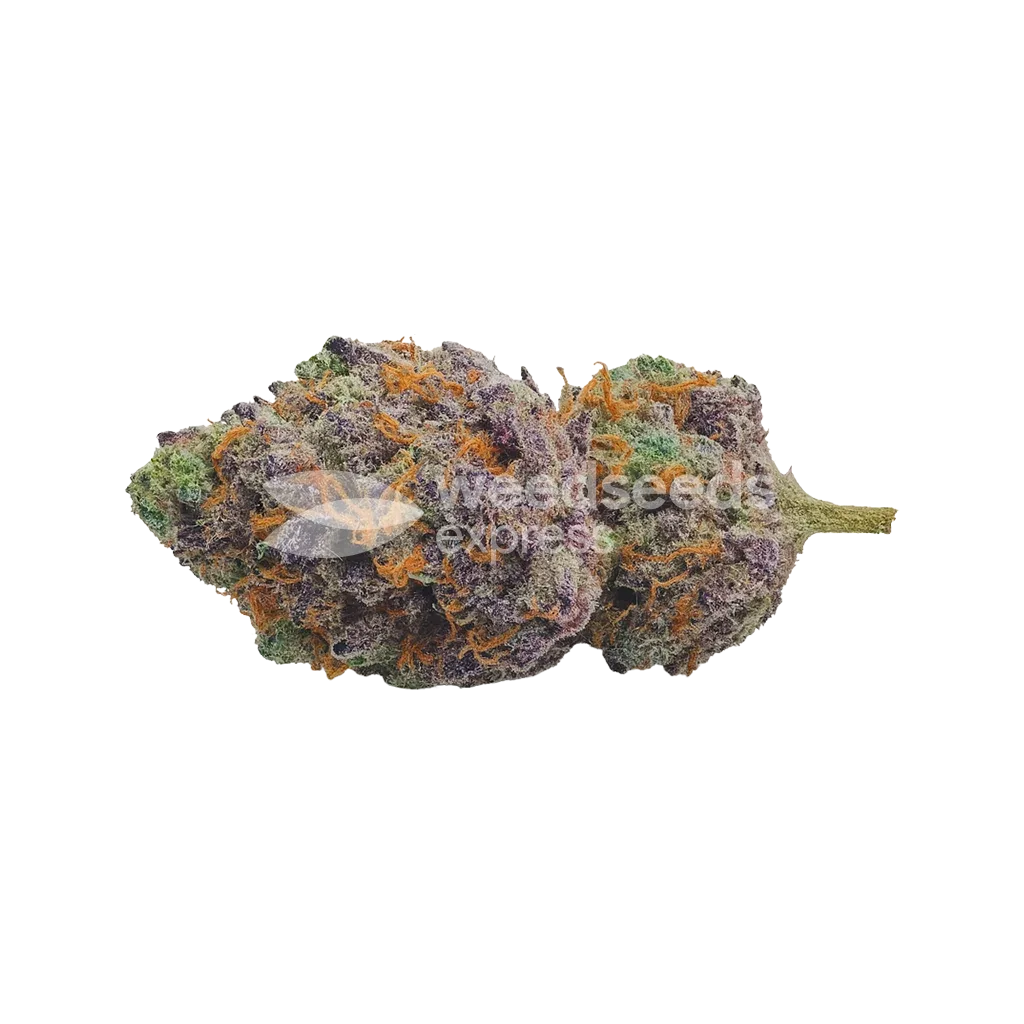 Red Devil Auto Bud