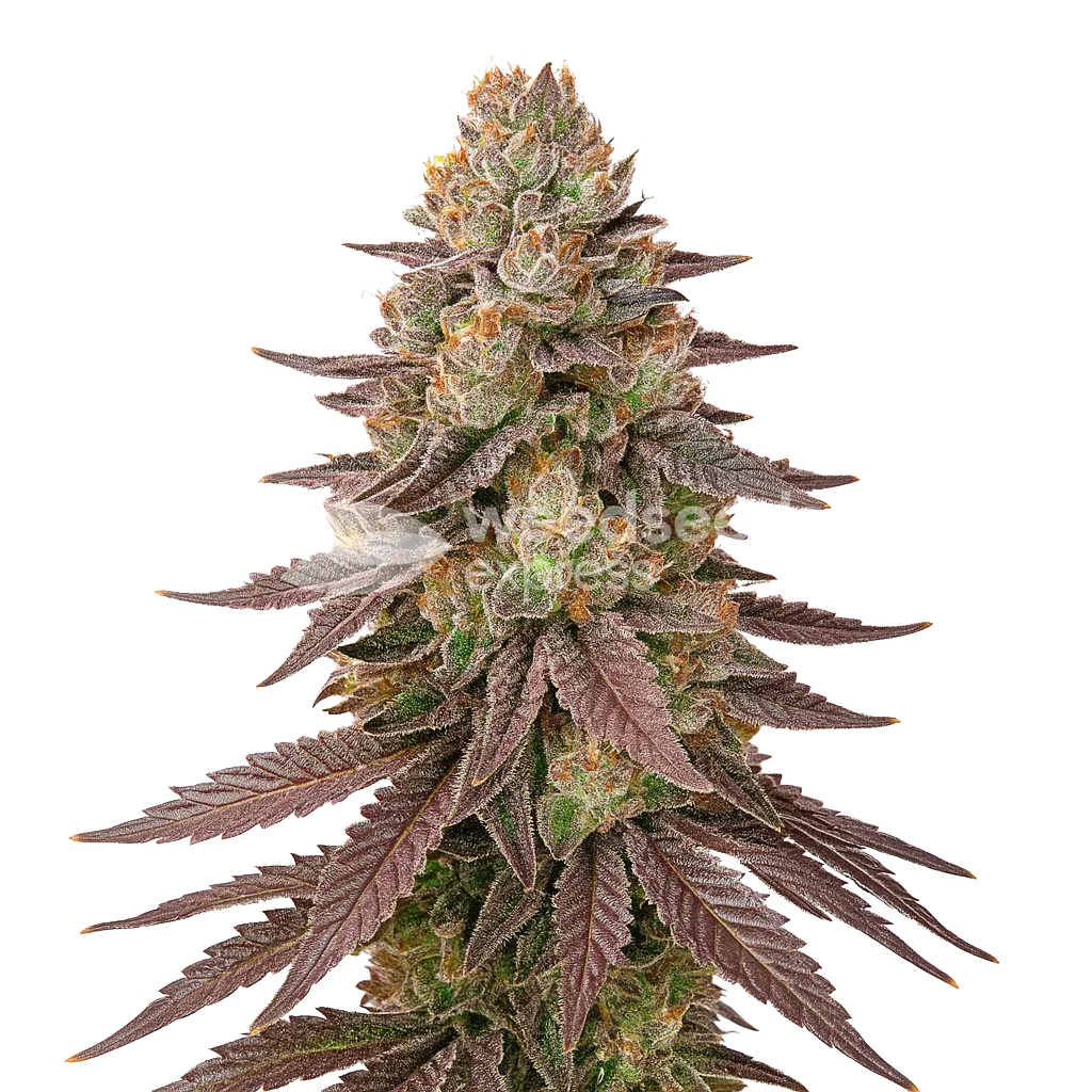 Red Devil Auto Plant
